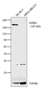 ErbB2 (HER-2) Monoclonal Antibody (3B5), Biotin