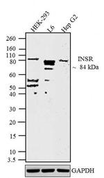 INSR beta Antibody in Western Blot (WB)