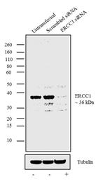 ERCC1 Antibody