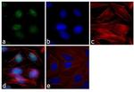 XPA Antibody in Immunocytochemistry (ICC/IF)
