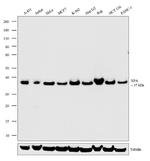 XPA Antibody in Western Blot (WB)