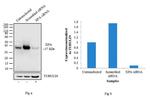 XPA Antibody in Western Blot (WB)