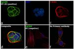 EpCAM Antibody
