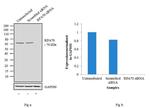 RPA70 Antibody in Western Blot (WB)
