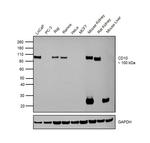 CD10 Antibody