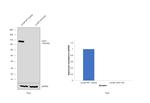 CD10 Antibody