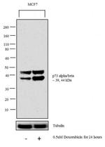 p73 Antibody