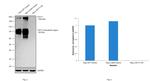CD171 Antibody