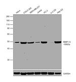 MMP13 Monoclonal Antibody (VIIIA2)
