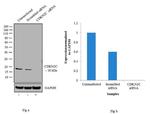 CDKN2C Antibody in Western Blot (WB)