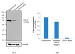 MCM7 Antibody in Western Blot (WB)
