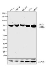 MCM7 Antibody in Western Blot (WB)