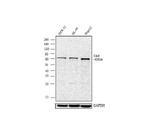Cdc6 Antibody in Western Blot (WB)