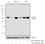 Cyclin B1 Antibody in Western Blot (WB)