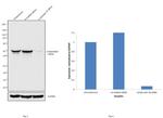 Cytokeratin 18 Antibody