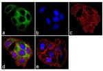 Cytokeratin 18 Antibody in Immunocytochemistry (ICC/IF)