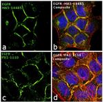 Phospho-EGFR (Tyr1068) Antibody