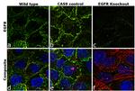 Phospho-EGFR (Tyr1068) Antibody