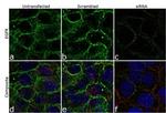 Phospho-EGFR (Tyr1068) Antibody in Immunocytochemistry (ICC/IF)