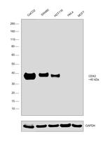 CDX2 Antibody
