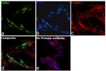 CDX2 Antibody in Immunocytochemistry (ICC/IF)
