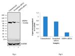 GRP94 Antibody in Western Blot (WB)