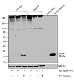 ApoA1 Antibody in Western Blot (WB)