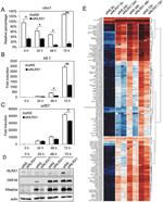 KSHV ORF45 Antibody in Western Blot (WB)