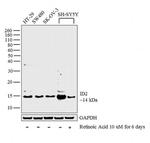 ID2 Monoclonal Antibody (K.79.0)