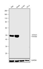 p47phox Monoclonal Antibody (G.207.2)