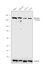 Drosha Monoclonal Antibody (S.12.0)