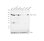 AXIN1 Antibody in Western Blot (WB)