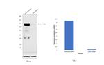 AXIN1 Antibody in Western Blot (WB)