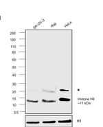 Histone H4 Monoclonal Antibody (S.99.5)