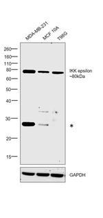 IKK epsilon Monoclonal Antibody (T.546.3)