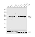 DNAJC3 Monoclonal Antibody (J.98.6)