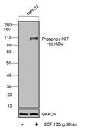 Phospho-c-Kit (Tyr703) Monoclonal Antibody (G.813.2)