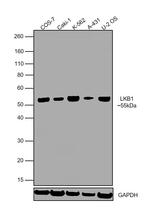 LKB1 Monoclonal Antibody (E.425.6)
