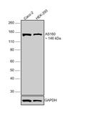 AS160 Monoclonal Antibody (G.853.7)