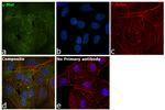 c-Met Antibody in Immunocytochemistry (ICC/IF)