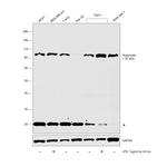 AGO2 Monoclonal Antibody (R.386.2)
