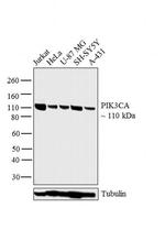 PIK3CA Monoclonal Antibody (H.843.0)