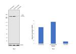 ATM Antibody in Western Blot (WB)