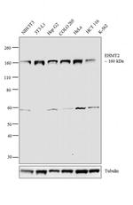 EHMT2 Antibody in Western Blot (WB)