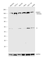 EHMT2 Antibody in Western Blot (WB)