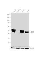 HNF4A Antibody in Western Blot (WB)