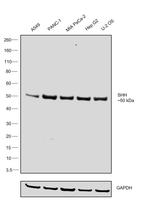 SHH Monoclonal Antibody (G.162.10)