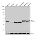 CSK Monoclonal Antibody (C.678.4)