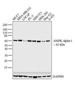 AMPK alpha-1 Monoclonal Antibody (C.961.4)