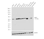 MNK1 Monoclonal Antibody (E.611.4)